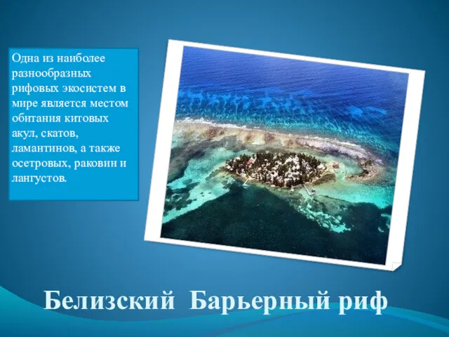 Белизский Барьерный риф Одна из наиболее разнообразных рифовых экосистем в мире является местом