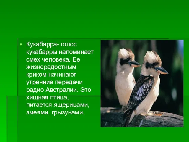 Кукабарра- голос кукабарры напоминает смех человека. Ее жизнерадостным криком начинают