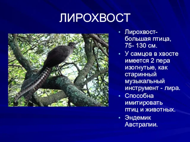 ЛИРОХВОСТ Лирохвост- большая птица, 75- 130 см. У самцов в