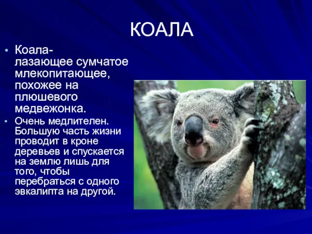 КОАЛА Коала- лазающее сумчатое млекопитающее, похожее на плюшевого медвежонка. Очень