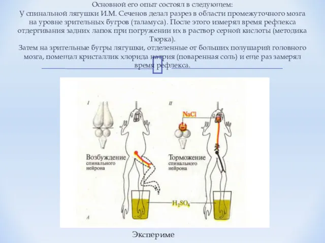 Основной его опыт состоял в следующем: У спинальной лягушки И.М.