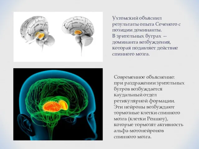 Ухтомский объяснил результаты опыта Сеченого с позиции доминанты. В зрительных