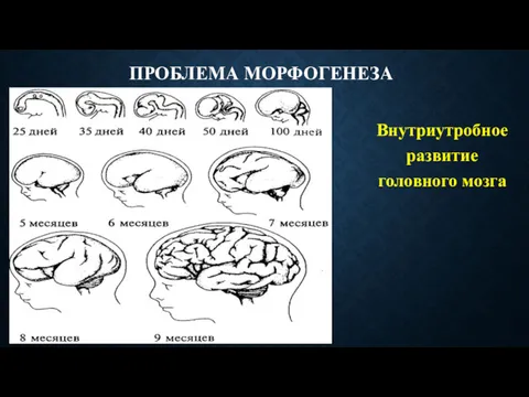 ПРОБЛЕМА МОРФОГЕНЕЗА Внутриутробное развитие головного мозга