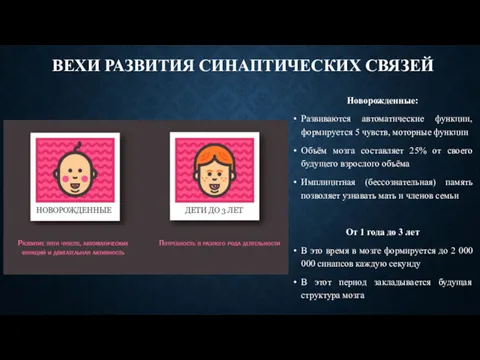 ВЕХИ РАЗВИТИЯ СИНАПТИЧЕСКИХ СВЯЗЕЙ Новорожденные: Развиваются автоматические функции, формируется 5