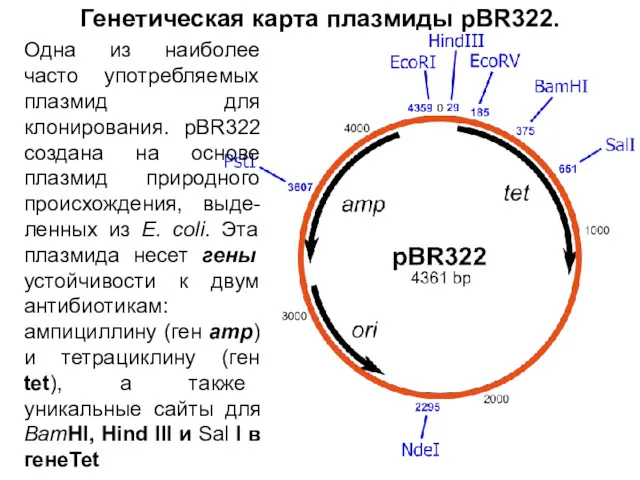 Генетическая карта плазмиды pBR322. Одна из наиболее часто употребляемых плазмид для клонирования. pBR322