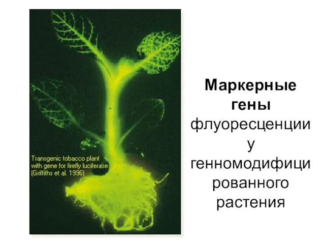 Маркерные гены флуоресценции у генномодифицированного растения