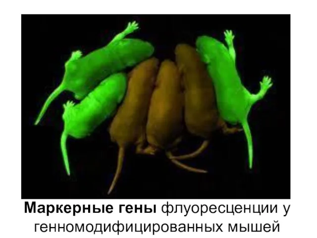Маркерные гены флуоресценции у генномодифицированных мышей