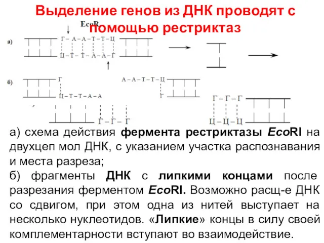 а) схема действия фермента рестриктазы EcoRI на двухцеп мол ДНК, с указанием участка