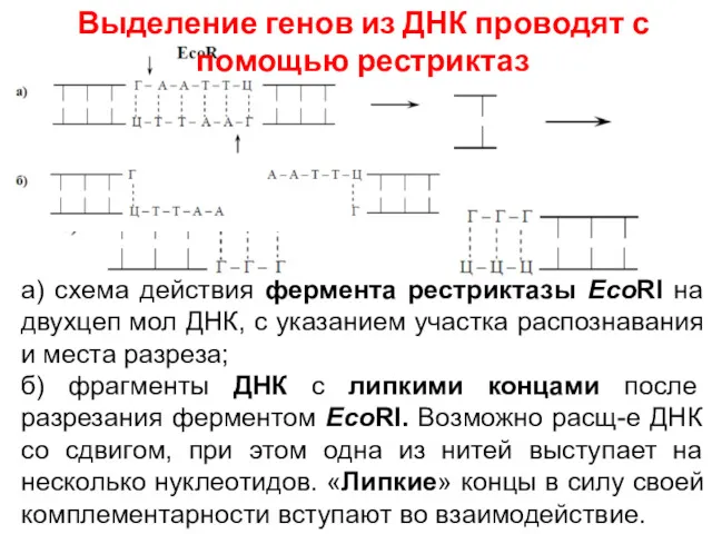 а) схема действия фермента рестриктазы EcoRI на двухцеп мол ДНК,