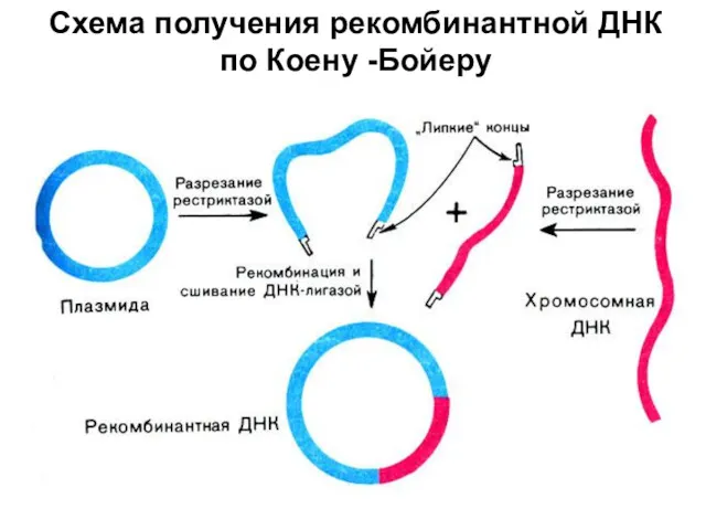 Схема получения рекомбинантной ДНК по Коену -Бойеру