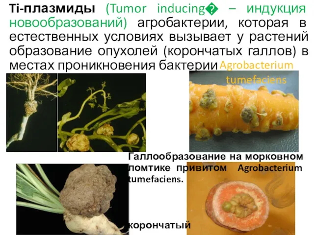 Ti-плазмиды (Tumor inducing� – индукция новообразований) агробактерии, которая в естественных условиях вызывает у