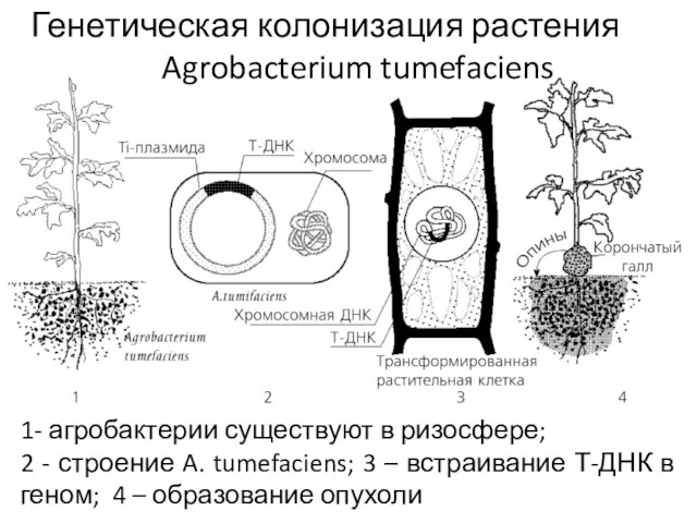 Генетическая колонизация растения Agrobacterium tumefaciens 1- агробактерии существуют в ризосфере; 2 - строение