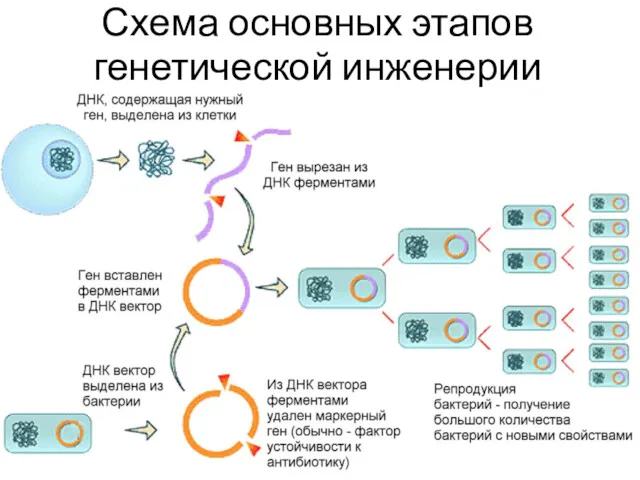 Схема основных этапов генетической инженерии