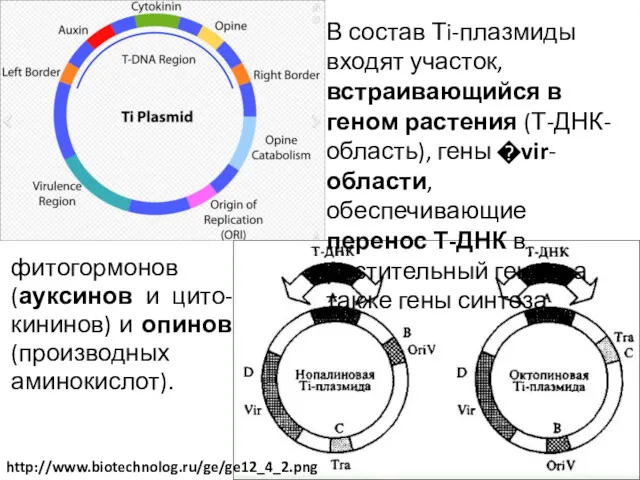 В состав Тi-плазмиды входят участок, встраивающийся в геном растения (Т-ДНК- область), гены �vir-области,