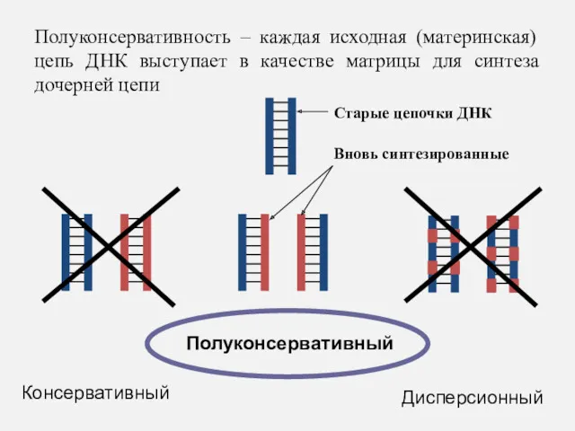 Полуконсервативность – каждая исходная (материнская) цепь ДНК выступает в качестве матрицы для синтеза