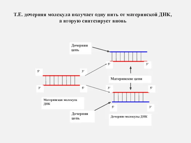 Т.Е. дочерняя молекула получает одну нить от материнской ДНК, а вторую синтезирует вновь Дочерняя цепь