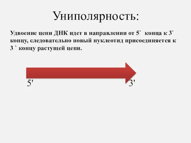 Униполярность: Удвоение цепи ДНК идет в направлении от 5` конца к 3` концу,