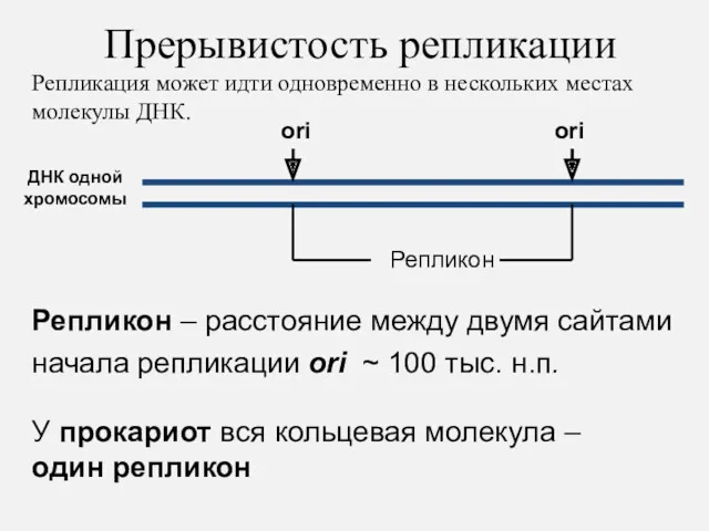 Репликон – расстояние между двумя сайтами начала репликации ori ~ 100 тыс. н.п.