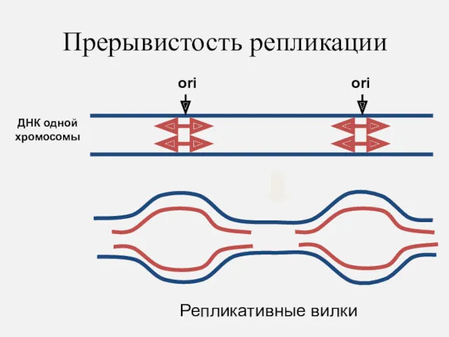 Прерывистость репликации ДНК одной хромосомы ori ori Репликативные вилки