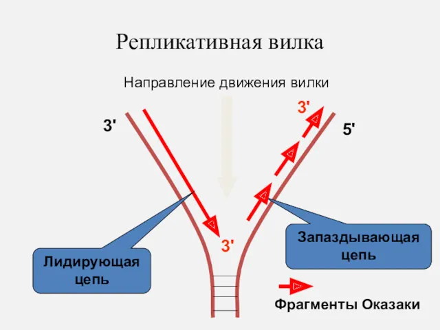 Репликативная вилка 3' 5' 3' 3' Запаздывающая цепь Лидирующая цепь Направление движения вилки Фрагменты Оказаки