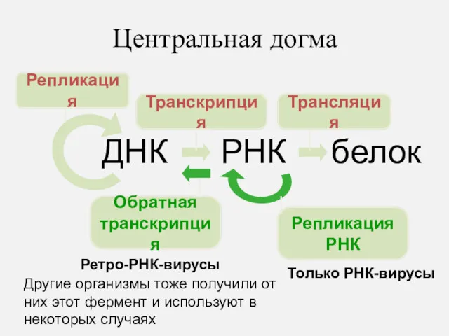 Центральная догма ДНК РНК белок Репликация Транскрипция Трансляция Обратная транскрипция Репликация РНК Только