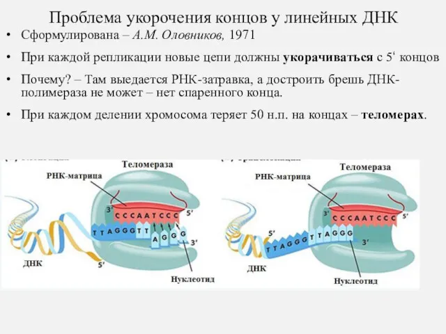 Проблема укорочения концов у линейных ДНК Сформулирована – А.М. Оловников, 1971 При каждой