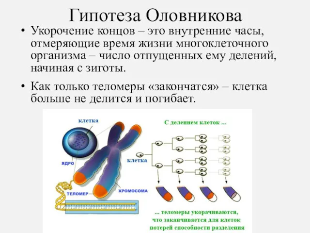 Гипотеза Оловникова Укорочение концов – это внутренние часы, отмеряющие время жизни многоклеточного организма
