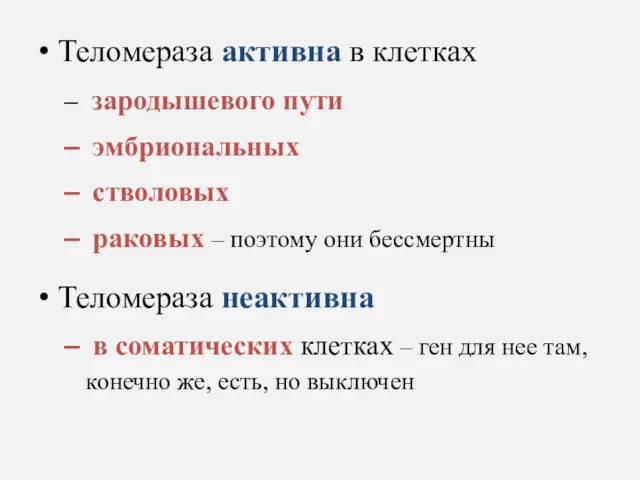 Теломераза активна в клетках зародышевого пути эмбриональных стволовых раковых –