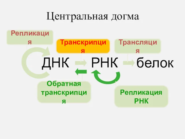 Центральная догма ДНК РНК белок Репликация Транскрипция Трансляция Обратная транскрипция Репликация РНК