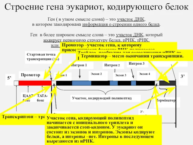 Строение гена эукариот, кодирующего белок Ген ( в узком смысле