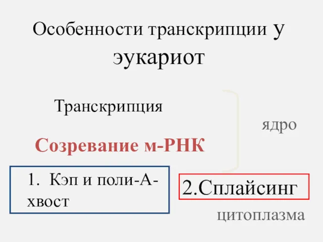 Особенности транскрипции у эукариот Транскрипция 1. Кэп и поли-А-хвост Созревание м-РНК 2.Сплайсинг цитоплазма