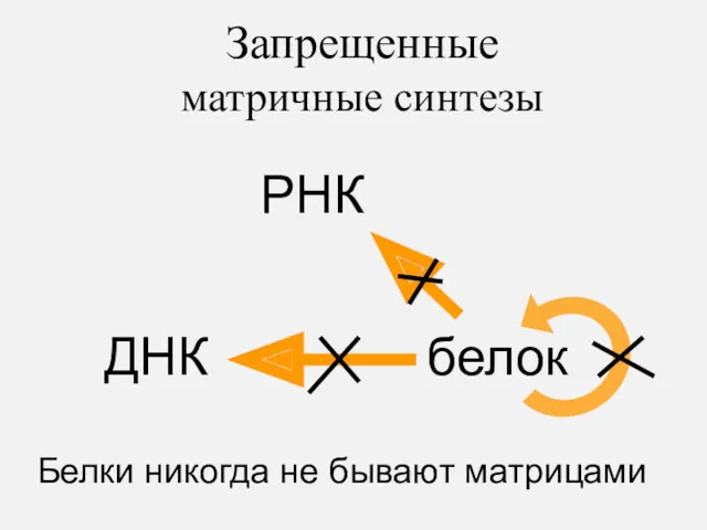Запрещенные матричные синтезы Белки никогда не бывают матрицами
