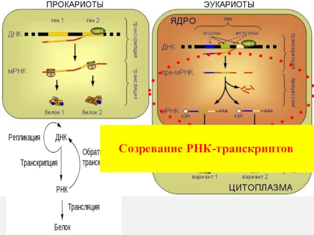 Созревание РНК-транскриптов