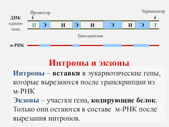ДНК одного гена П Т Промотор Терминатор Интроны и экзоны Интроны – вставки