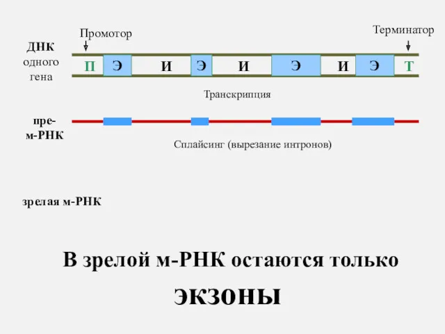 ДНК одного гена П Т Промотор Терминатор пре- м-РНК Транскрипция Сплайсинг (вырезание интронов)