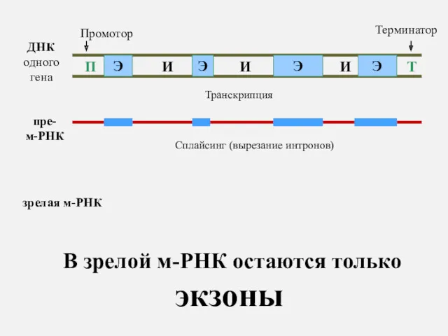 ДНК одного гена П Т Промотор Терминатор пре- м-РНК Транскрипция