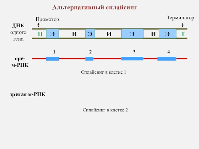 ДНК одного гена П Т Промотор Терминатор пре- м-РНК Сплайсинг в клетке 1