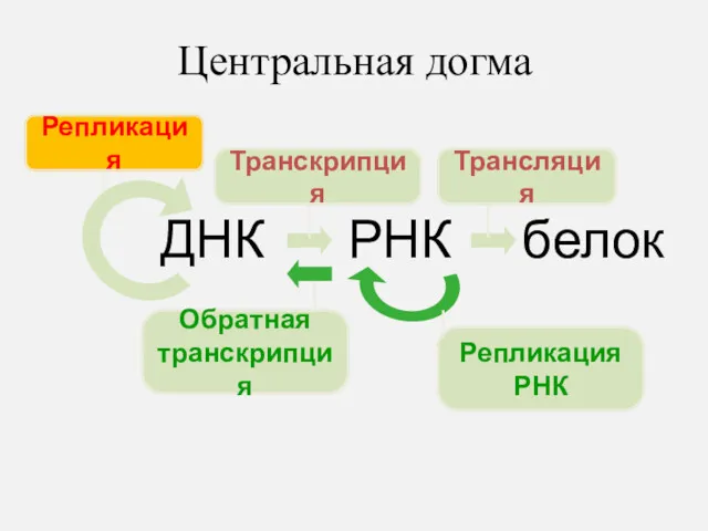 Центральная догма ДНК РНК белок Репликация Транскрипция Трансляция Обратная транскрипция Репликация РНК