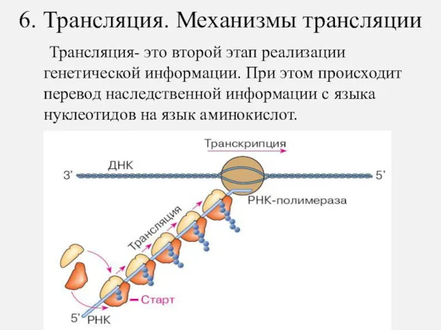 6. Трансляция. Механизмы трансляции Трансляция- это второй этап реализации генетической информации. При этом