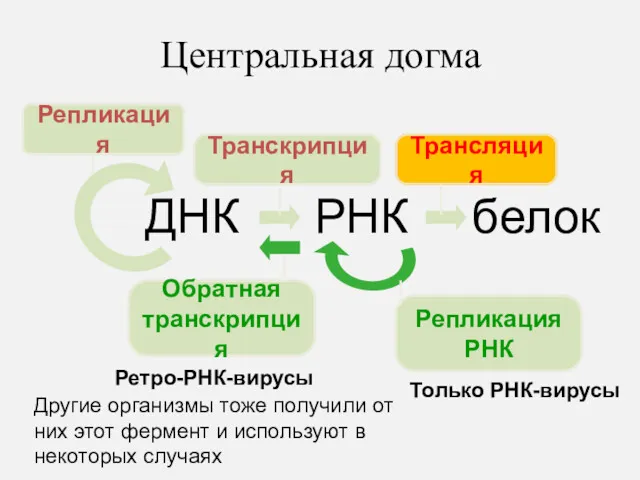 Центральная догма ДНК РНК белок Репликация Транскрипция Трансляция Обратная транскрипция