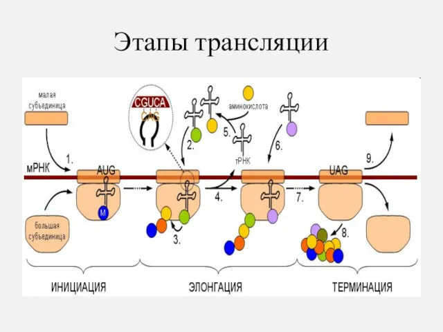 Этапы трансляции