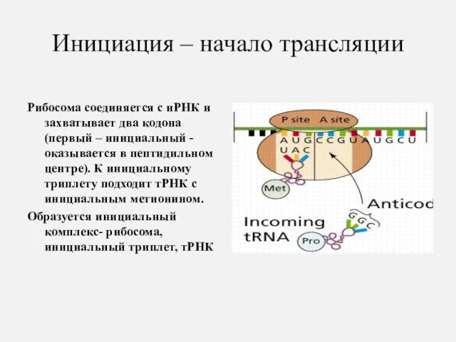 Инициация – начало трансляции Рибосома соединяется с иРНК и захватывает два кодона (первый