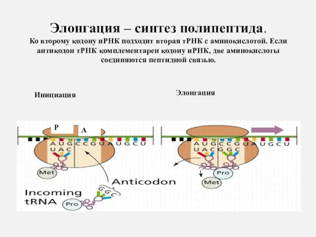 Элонгация – синтез полипептида. Ко второму кодону иРНК подходит вторая тРНК с аминокислотой.