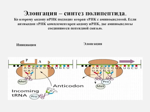 Элонгация – синтез полипептида. Ко второму кодону иРНК подходит вторая