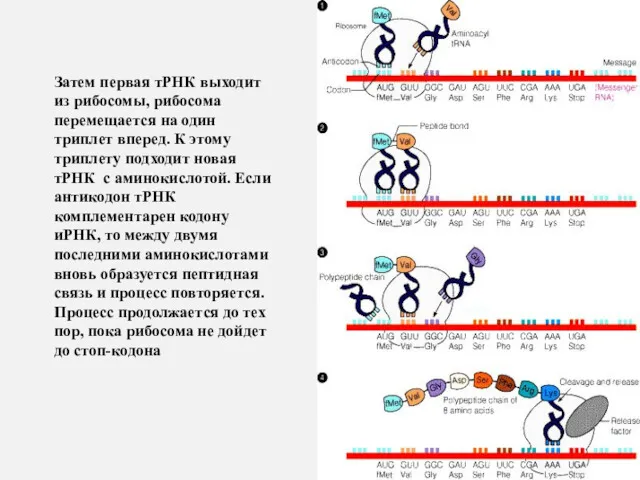 Затем первая тРНК выходит из рибосомы, рибосома перемещается на один триплет вперед. К