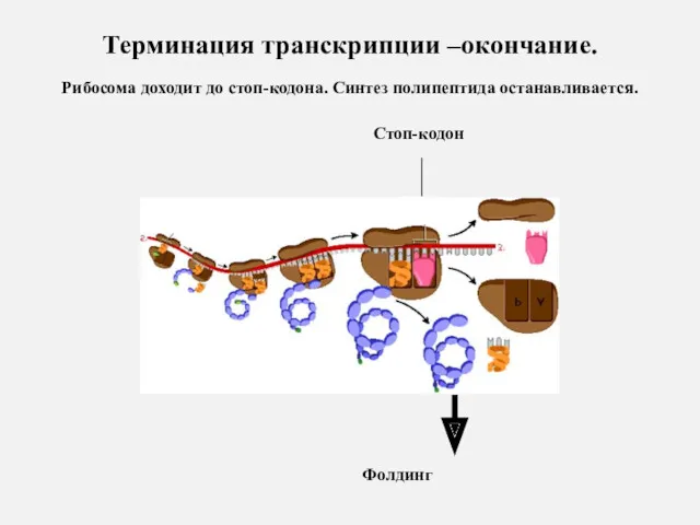 Терминация транскрипции –окончание. Рибосома доходит до стоп-кодона. Синтез полипептида останавливается. Стоп-кодон Фолдинг