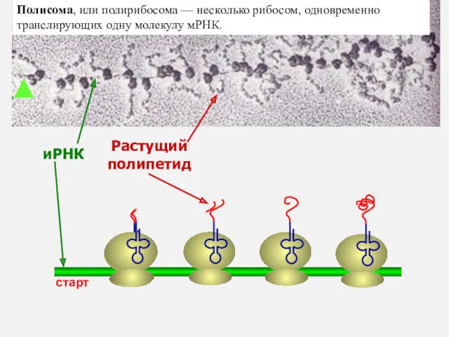 иРНК Растущий полипетид старт Полисома, или полирибосома — несколько рибосом, одновременно транслирующих одну молекулу мРНК.
