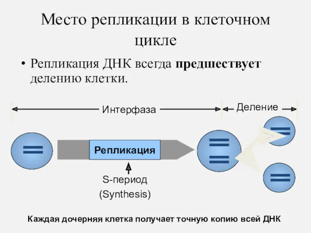 Место репликации в клеточном цикле Репликация ДНК всегда предшествует делению