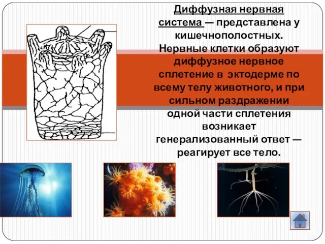 Диффузная нервная система — представлена у кишечнополостных. Нервные клетки образуют