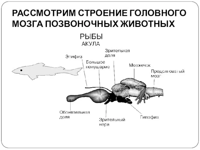 РАССМОТРИМ СТРОЕНИЕ ГОЛОВНОГО МОЗГА ПОЗВОНОЧНЫХ ЖИВОТНЫХ